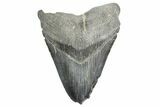 Fossil Megalodon Tooth - South Carolina #365758-1